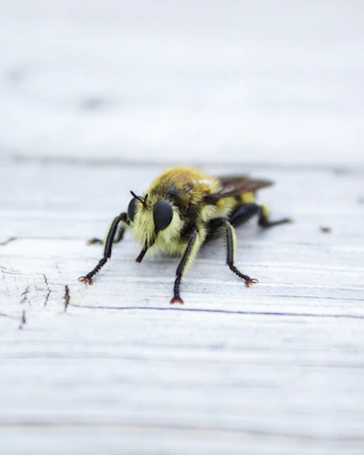 macro photography of yellow bee