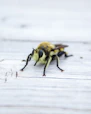 macro photography of yellow bee