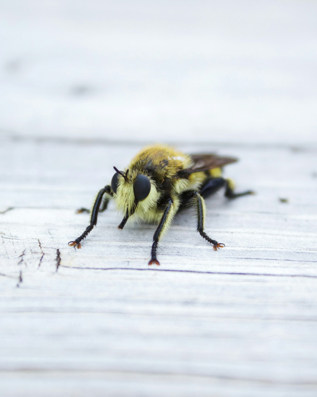 macro photography of yellow bee