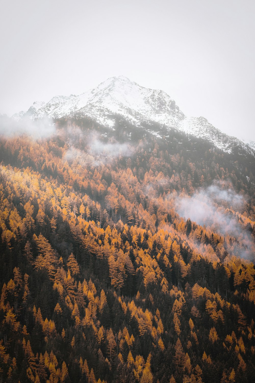 tree field on mountain during daytime