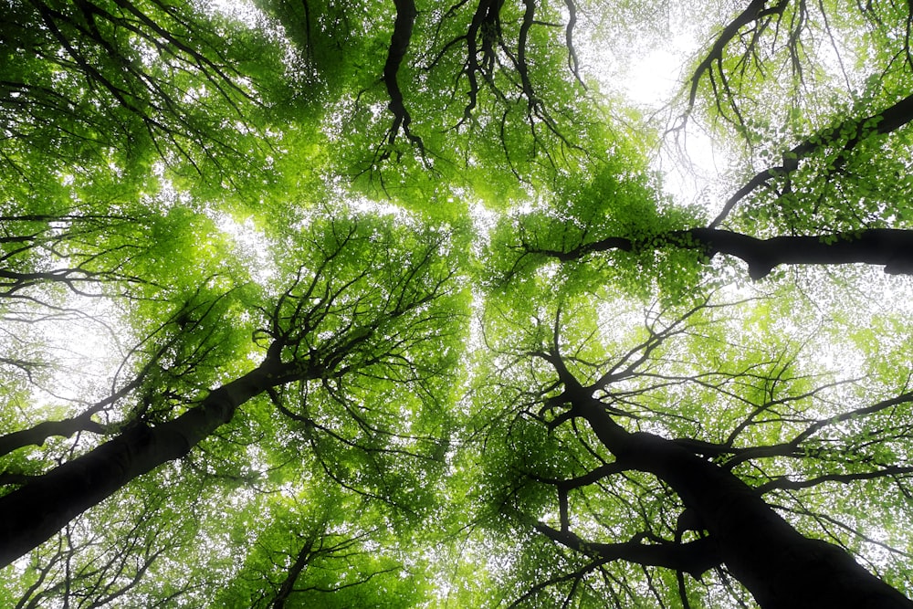 low angle photography of trees during daytime