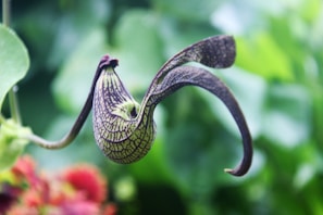 A close-up of an exotic flower with a unique, curved shape and intricate dark patterns on a lighter background. The background is blurred with shades of green, highlighting the main flower. There's a glimpse of another flower with red and yellow hues in the bottom left corner.