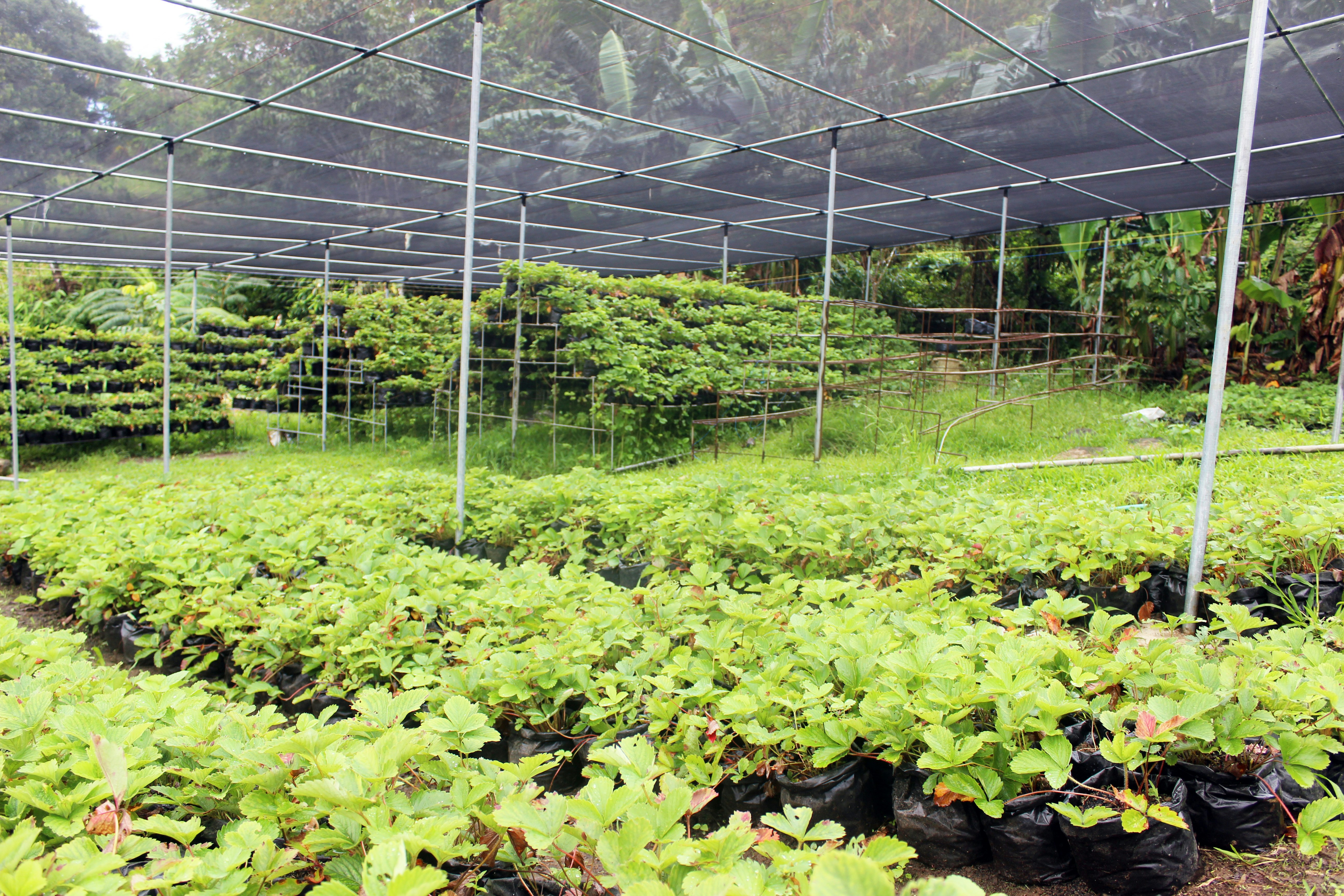 Rangées de plantes dans une serre