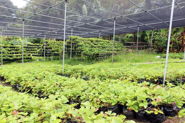 A lush garden or nursery area filled with rows of vibrant green plants growing in black plastic bags. The plants are sheltered under a structure with a netted canopy, suggesting protection from direct sunlight or pests. The background is filled with dense, tropical vegetation, contributing to the vibrant and natural setting.