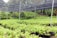 A lush garden or nursery area filled with rows of vibrant green plants growing in black plastic bags. The plants are sheltered under a structure with a netted canopy, suggesting protection from direct sunlight or pests. The background is filled with dense, tropical vegetation, contributing to the vibrant and natural setting.