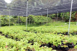 A lush garden or nursery area filled with rows of vibrant green plants growing in black plastic bags. The plants are sheltered under a structure with a netted canopy, suggesting protection from direct sunlight or pests. The background is filled with dense, tropical vegetation, contributing to the vibrant and natural setting.