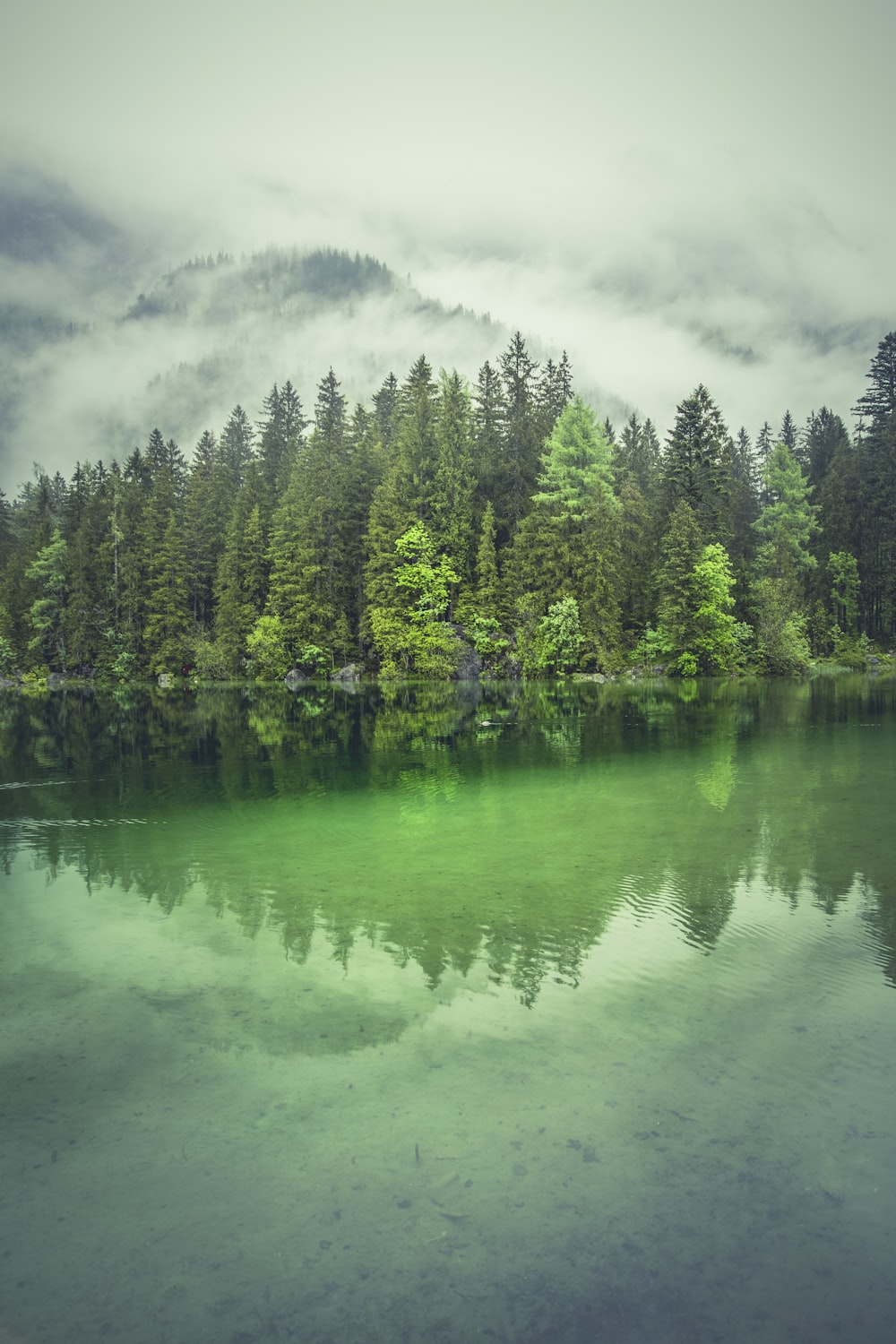 Tagsüber hohe Bäume in der Nähe des Flusses