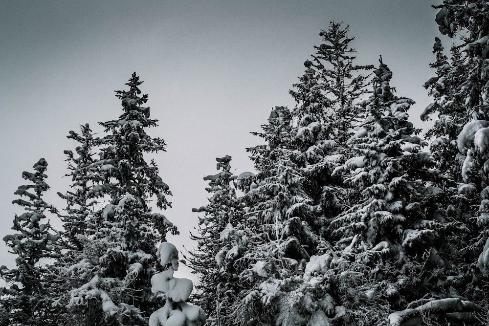 snow covered trees