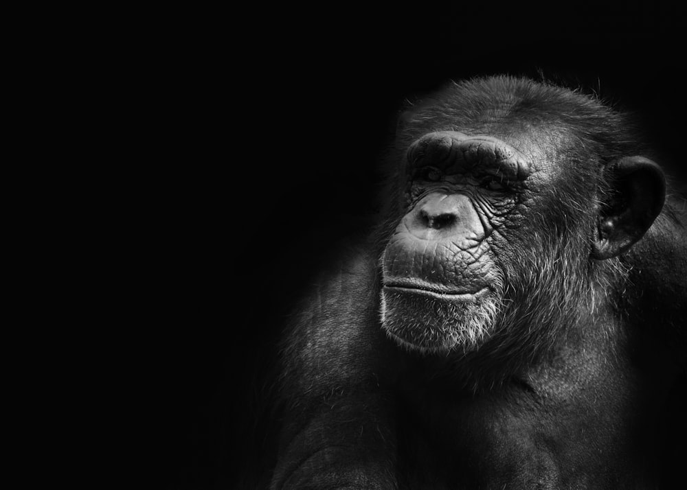 類人猿のグレースケール写真