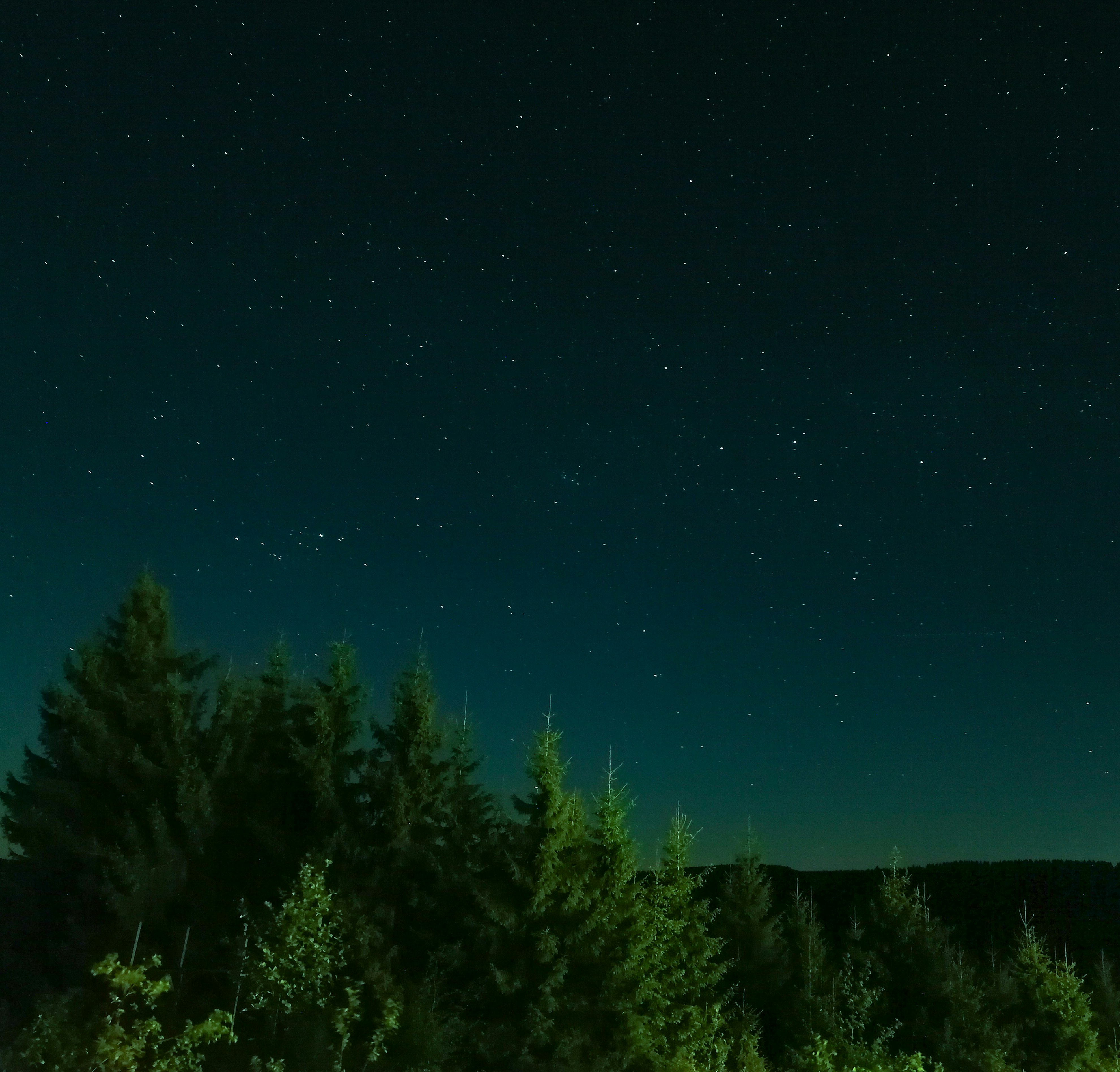 trees under blue sky