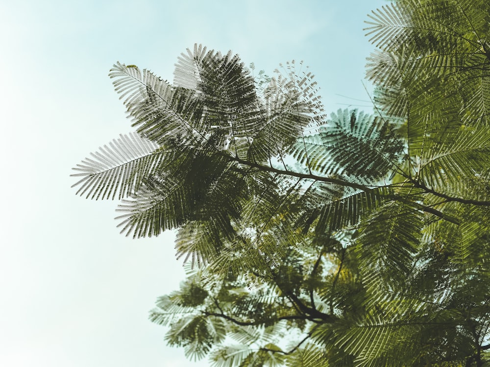 low angle photography of tree during daytime