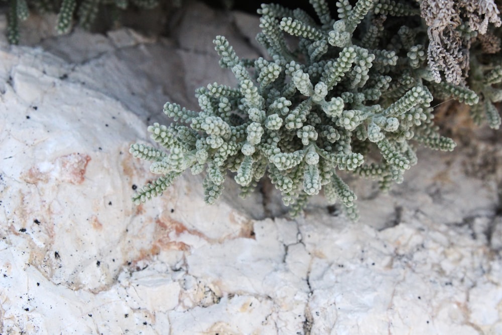 green-leaf plant