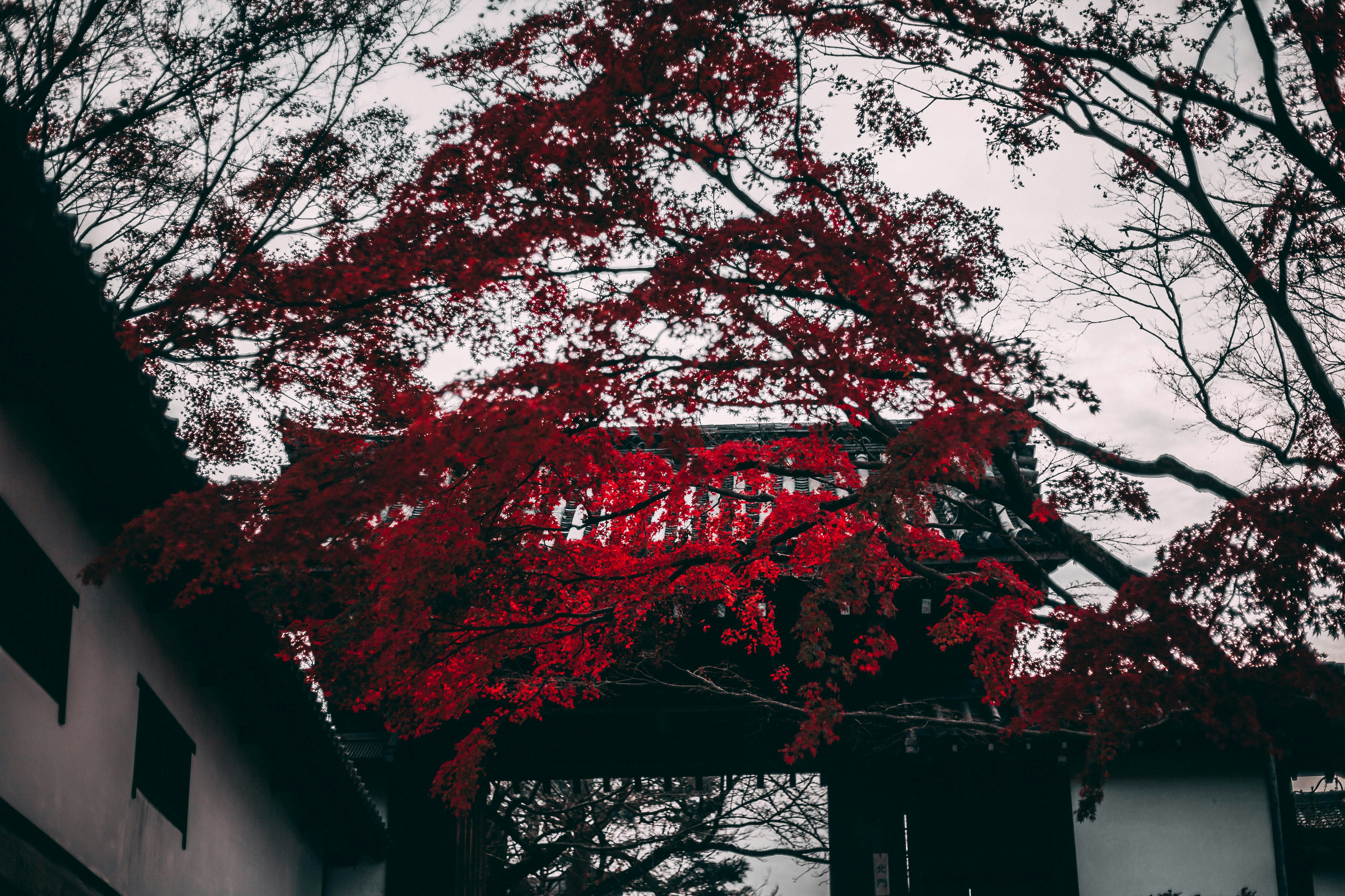 Tree inside black and red temple photo – Free Brown Image on Unsplash