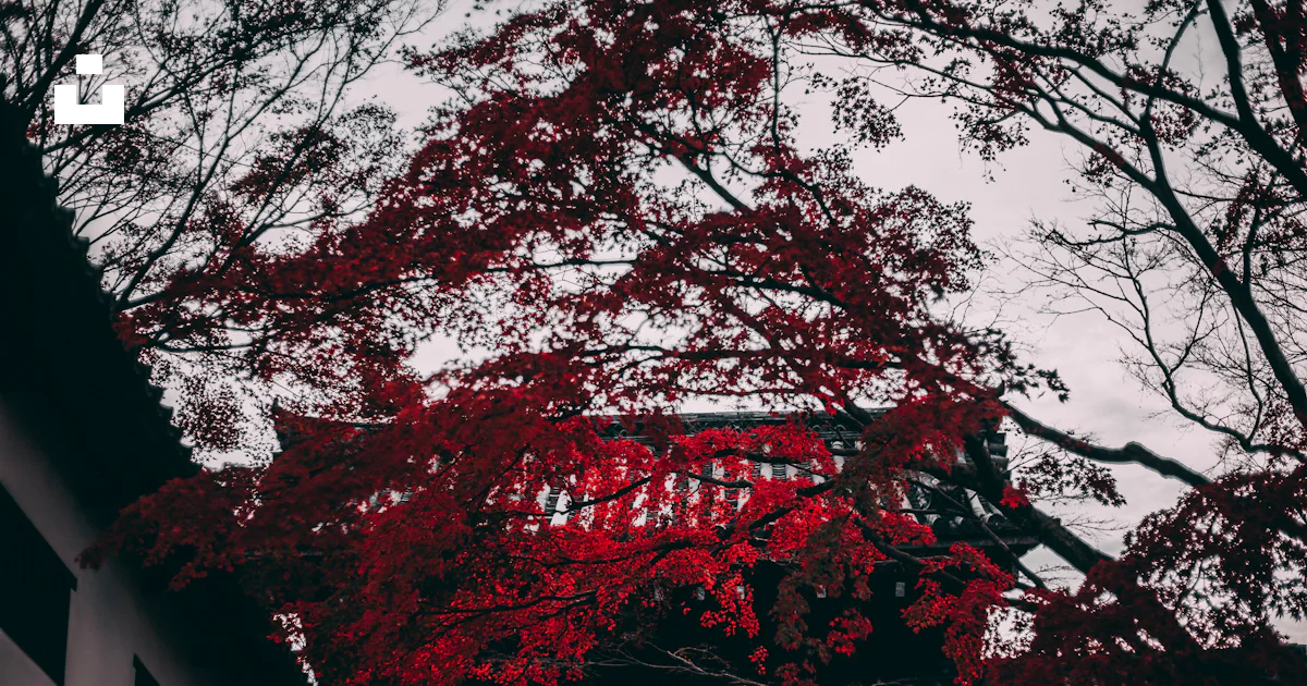 Tree inside black and red temple photo – Free Brown Image on Unsplash