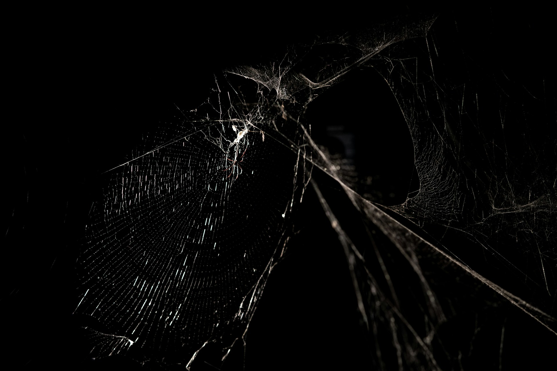 grayscale photography of spider web