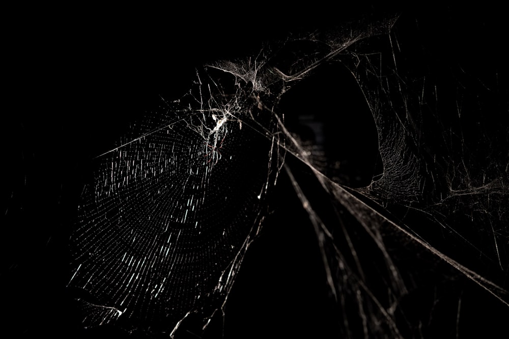 grayscale photography of spider web