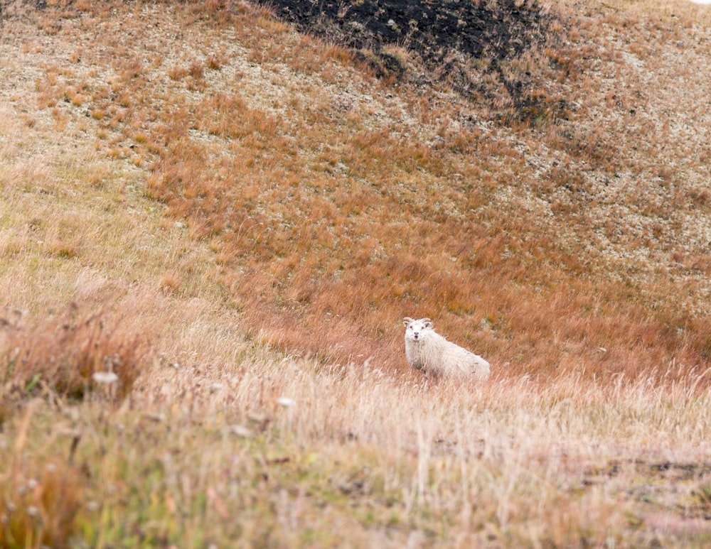 brown goat on steep hill during daytime