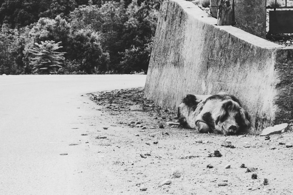 grayscale photography of pig lying on ground