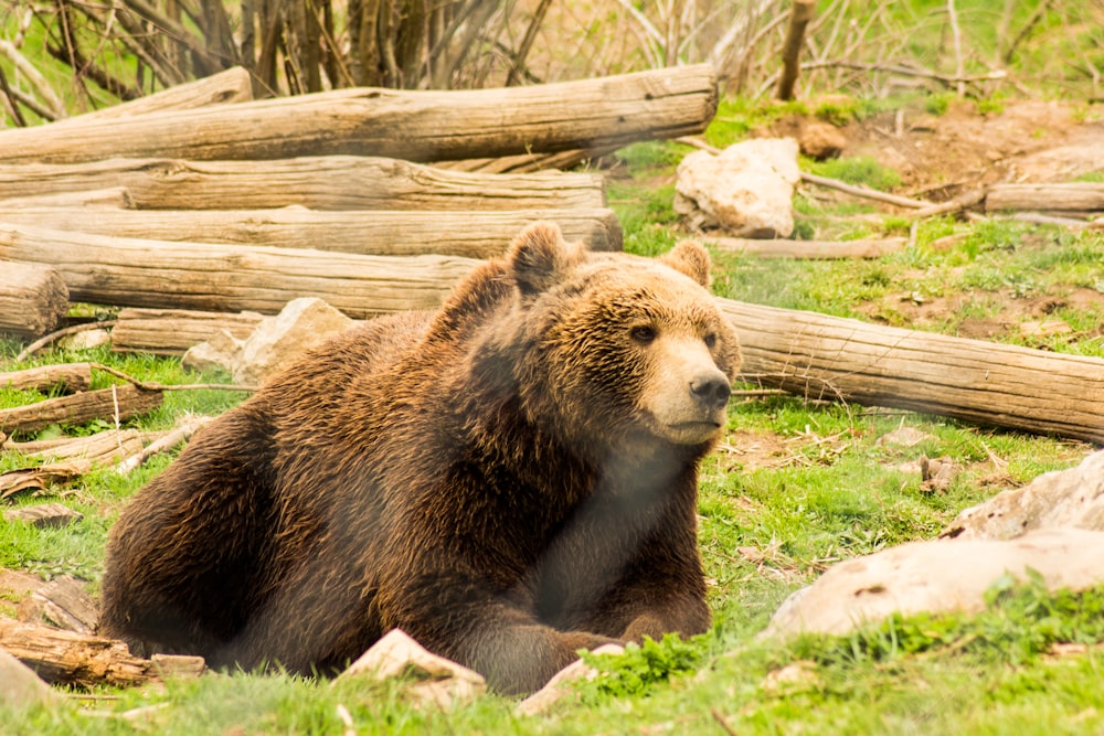 brown bear lying on green grass