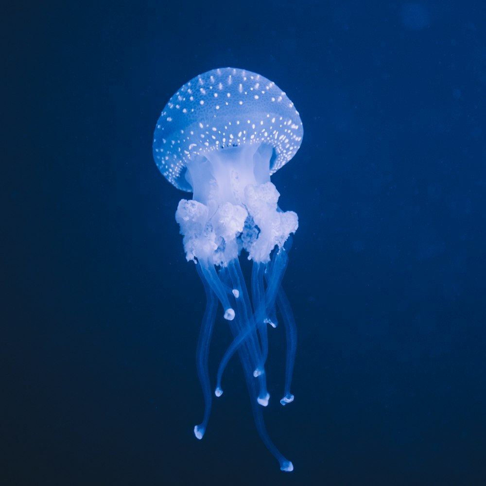 blue jellyfish