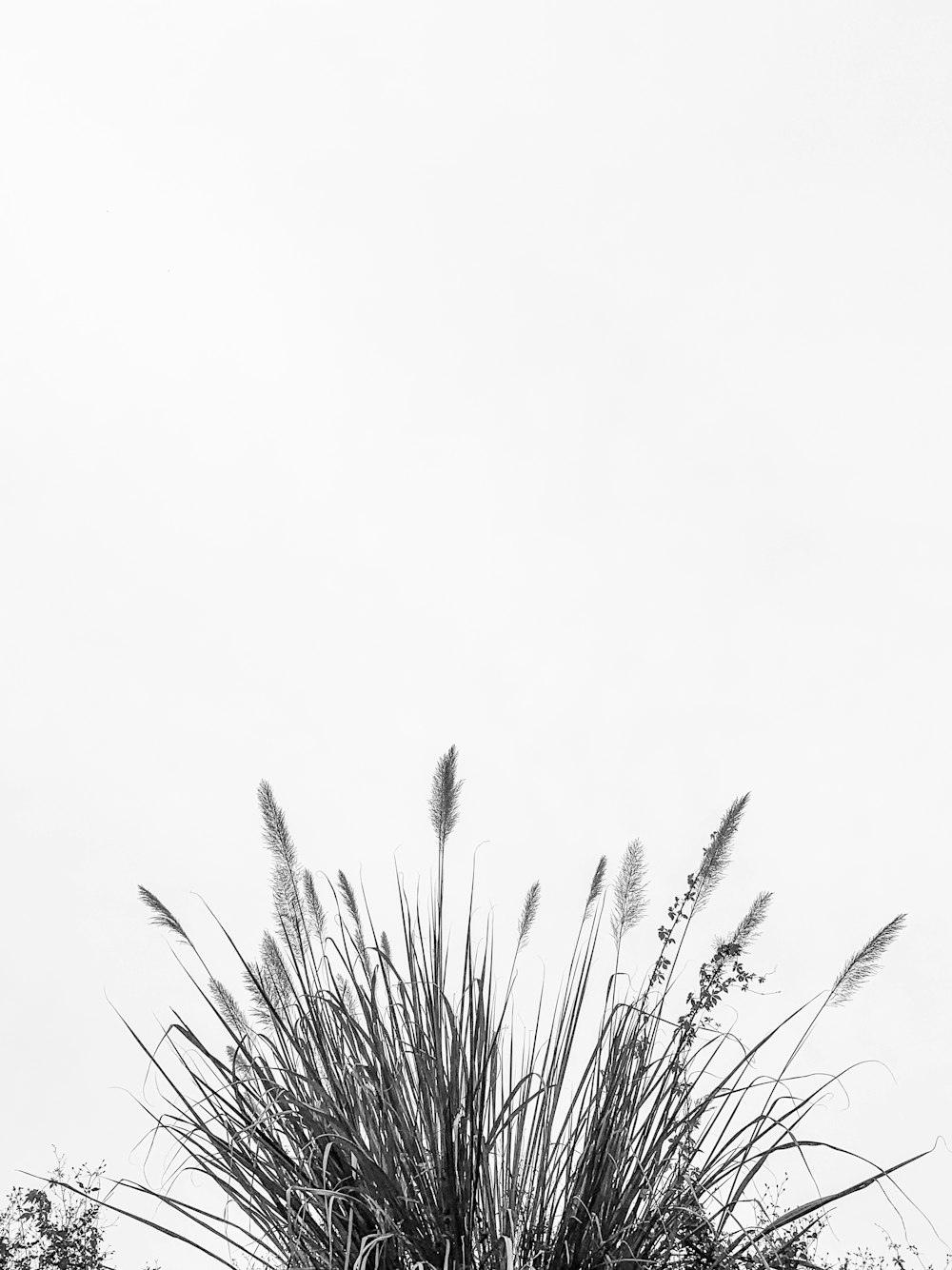 green leafed plant during daytime