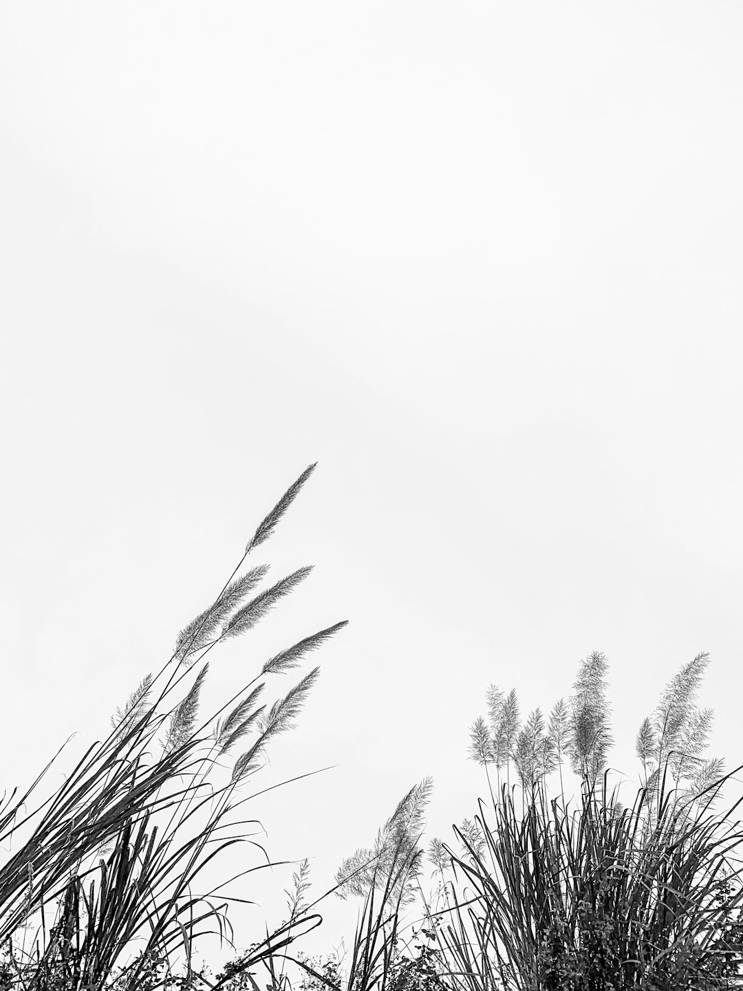 low angle photography of grass