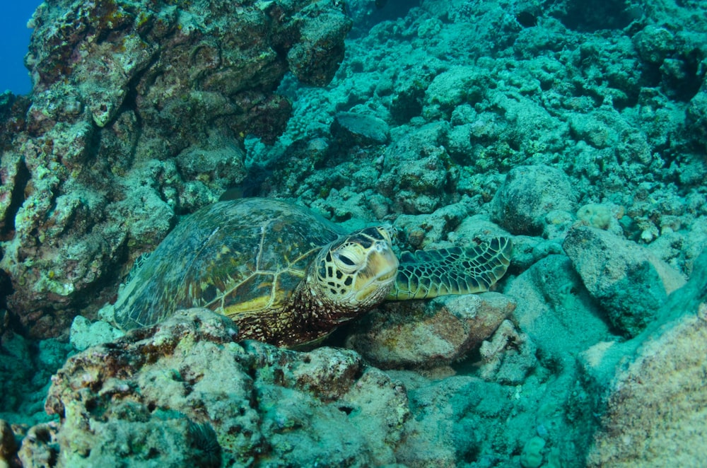 green and gray turtle near coral reef
