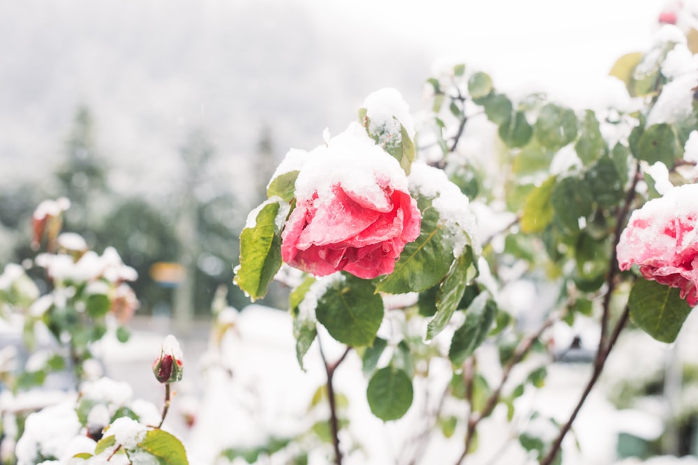 snow-covered red petaled flowers
