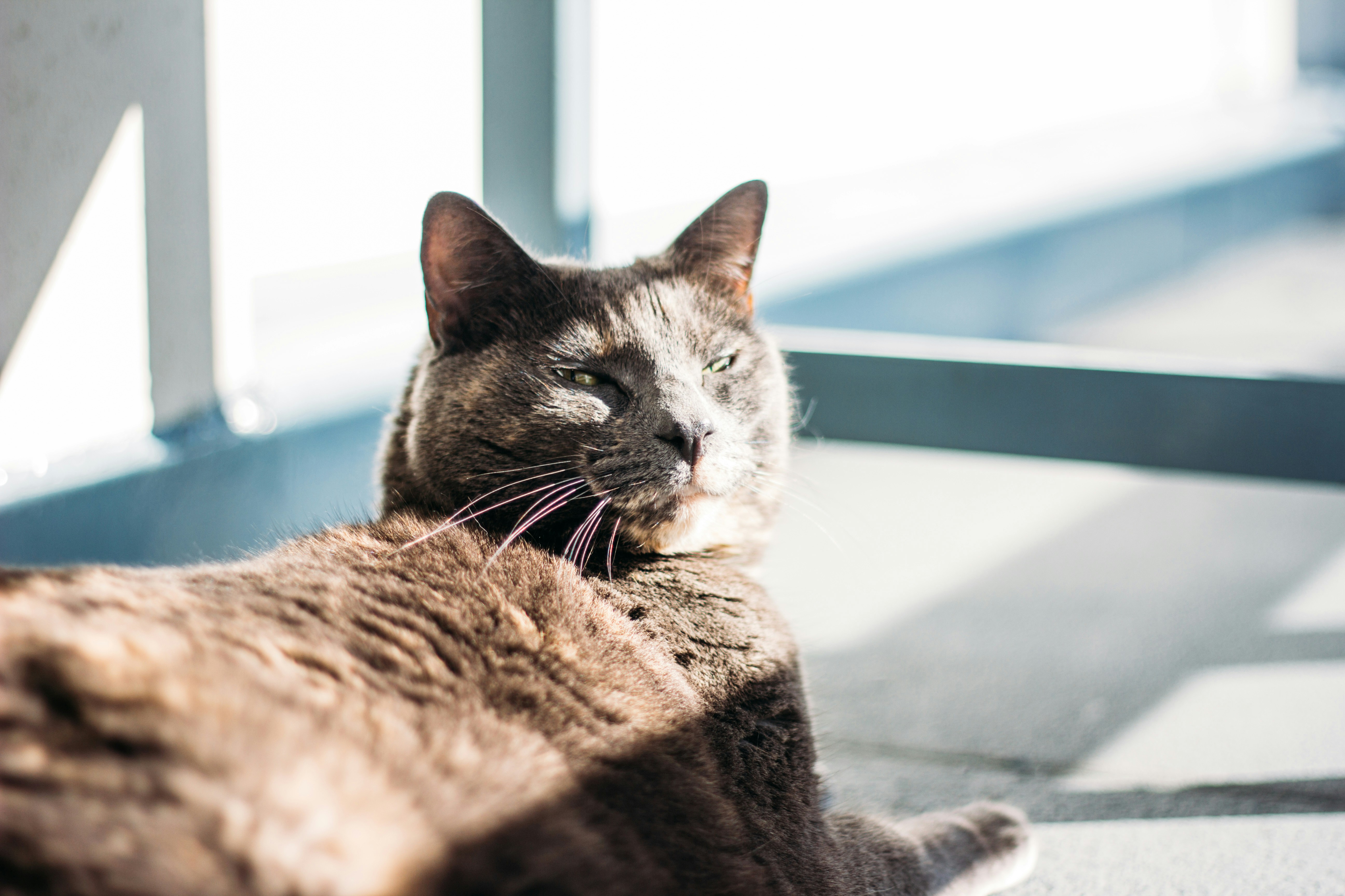Mid-Morning Sunbathing: The Warmth Seeker (image credits: unsplash)