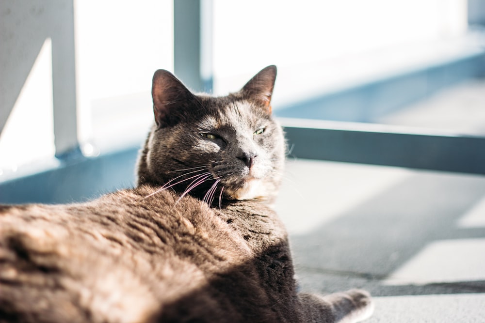 short-fur brown cat