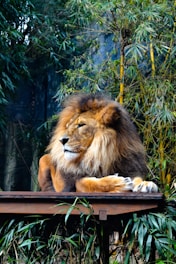 brown lion