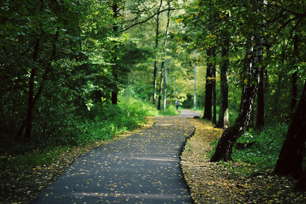 asphalt road surrounded by trees