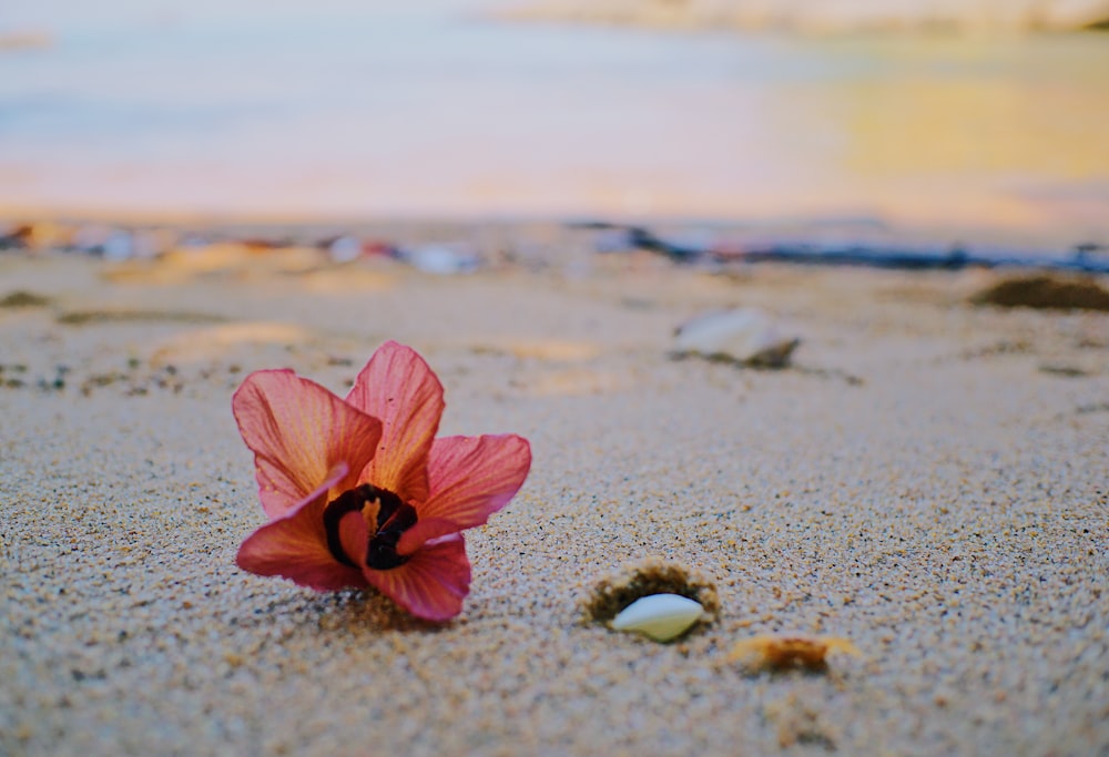 昼間の海岸に咲くピンクの花びらのセレクティブフォーカス撮影