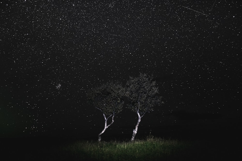árbol durante la noche estrellada