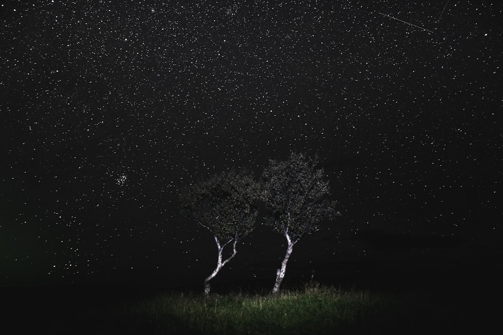 tree during starry night