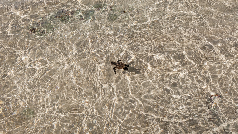 brown turtle swimming on water