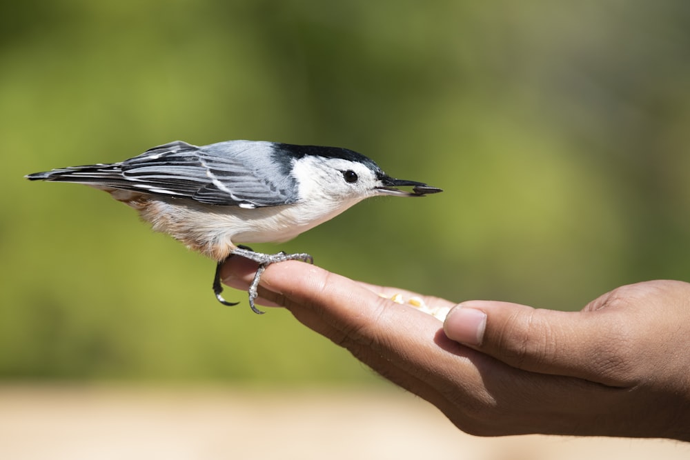 white and grey bird perching on person's hand