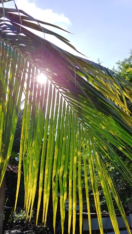 Sunlight filtering through palm leaves with a hint of blue sky in the background.