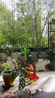 Sunlit balcony filled with potted plants and a watering can resting nearby.