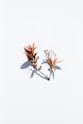 two brown leaves side by side as a symbol of deeper connection and emotional support