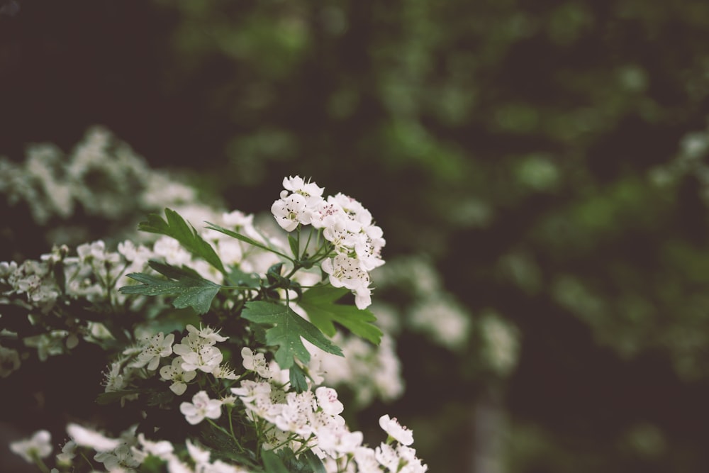 white flowers