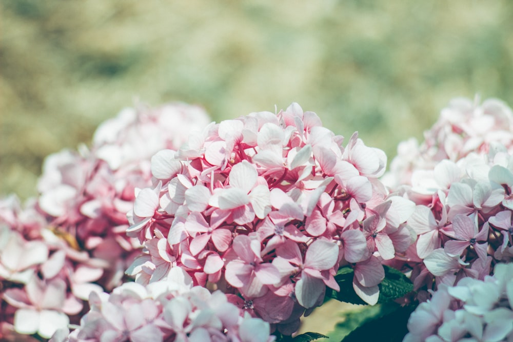 Selektive Fokusfotografie von rosa Blumen