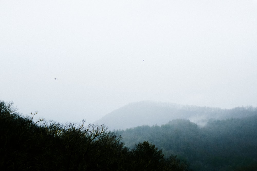 green-leafed trees under fog