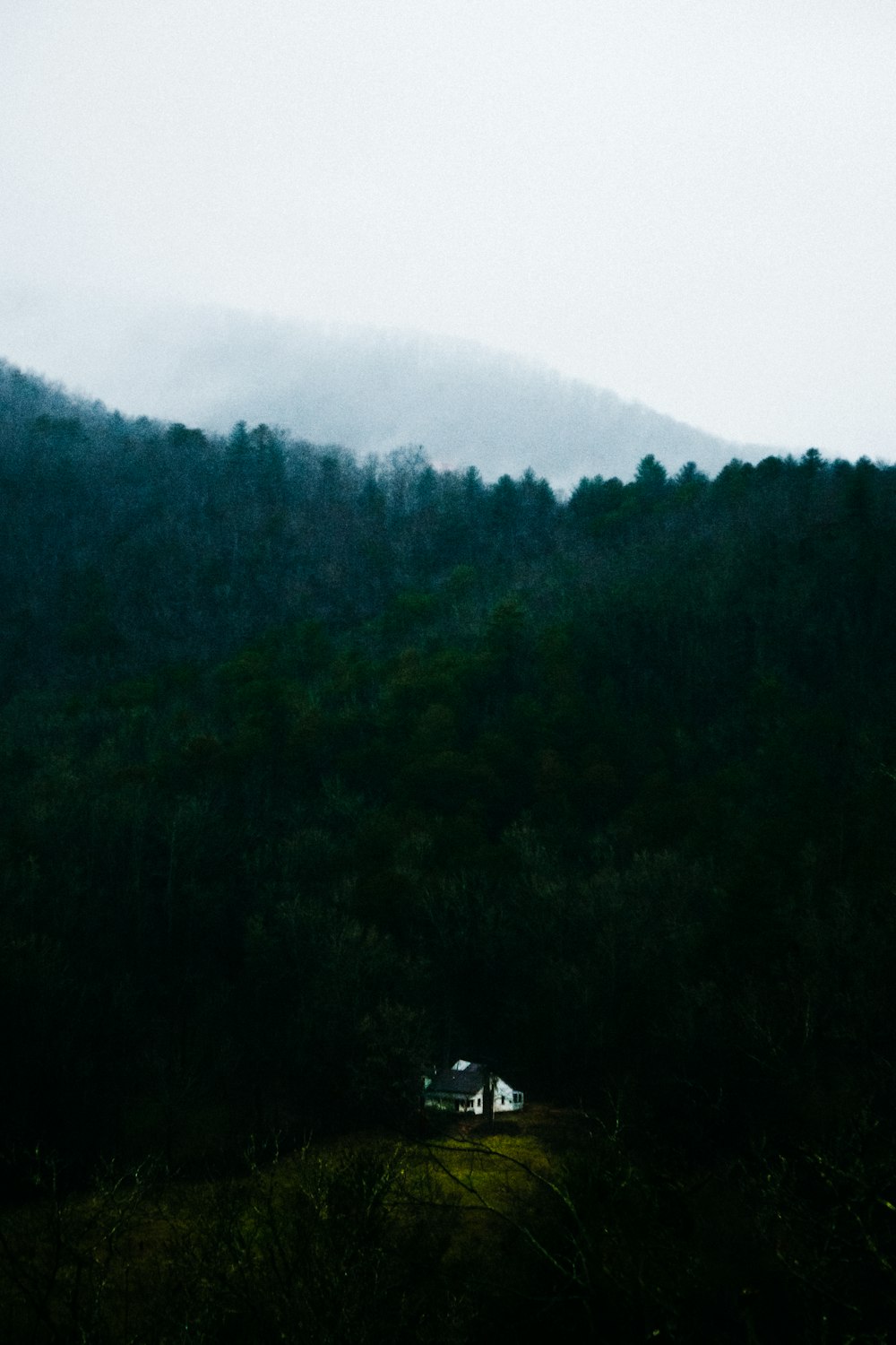 Cabane près des arbres pendant la journée