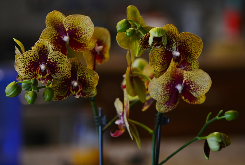selective focus photography of red-and-yellow orchids in bloom