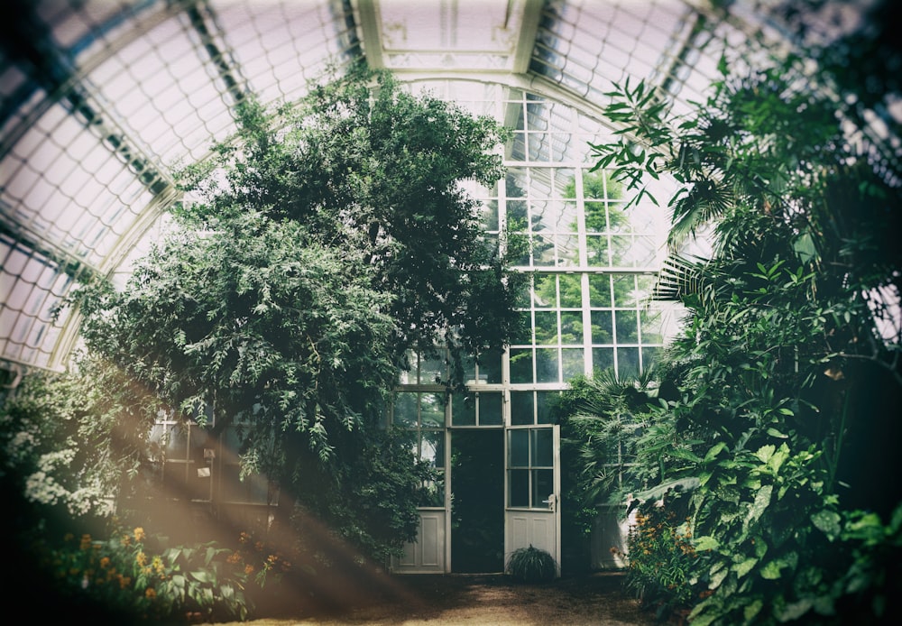 green-leafed plants during daytime