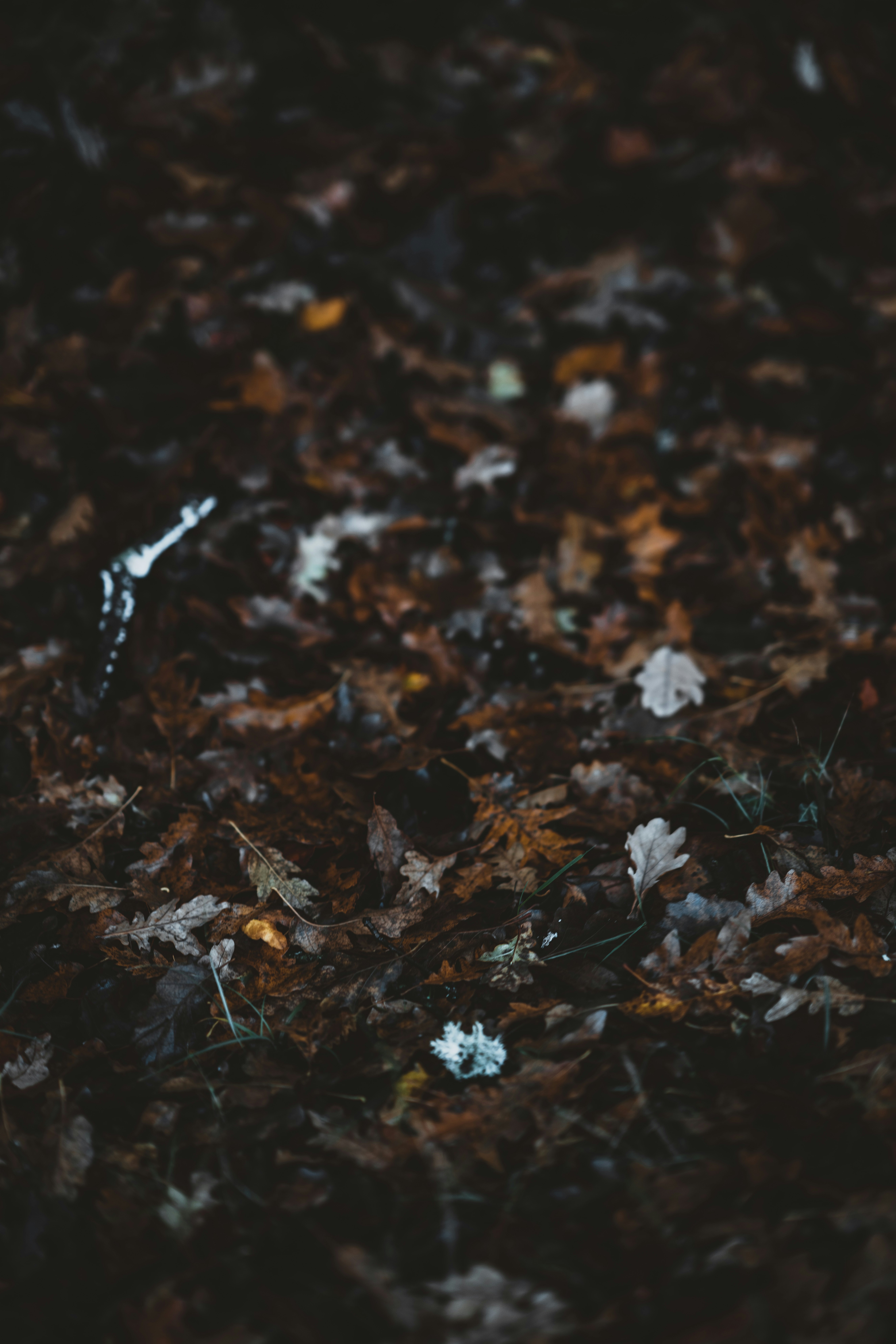 Photo by anniespratt