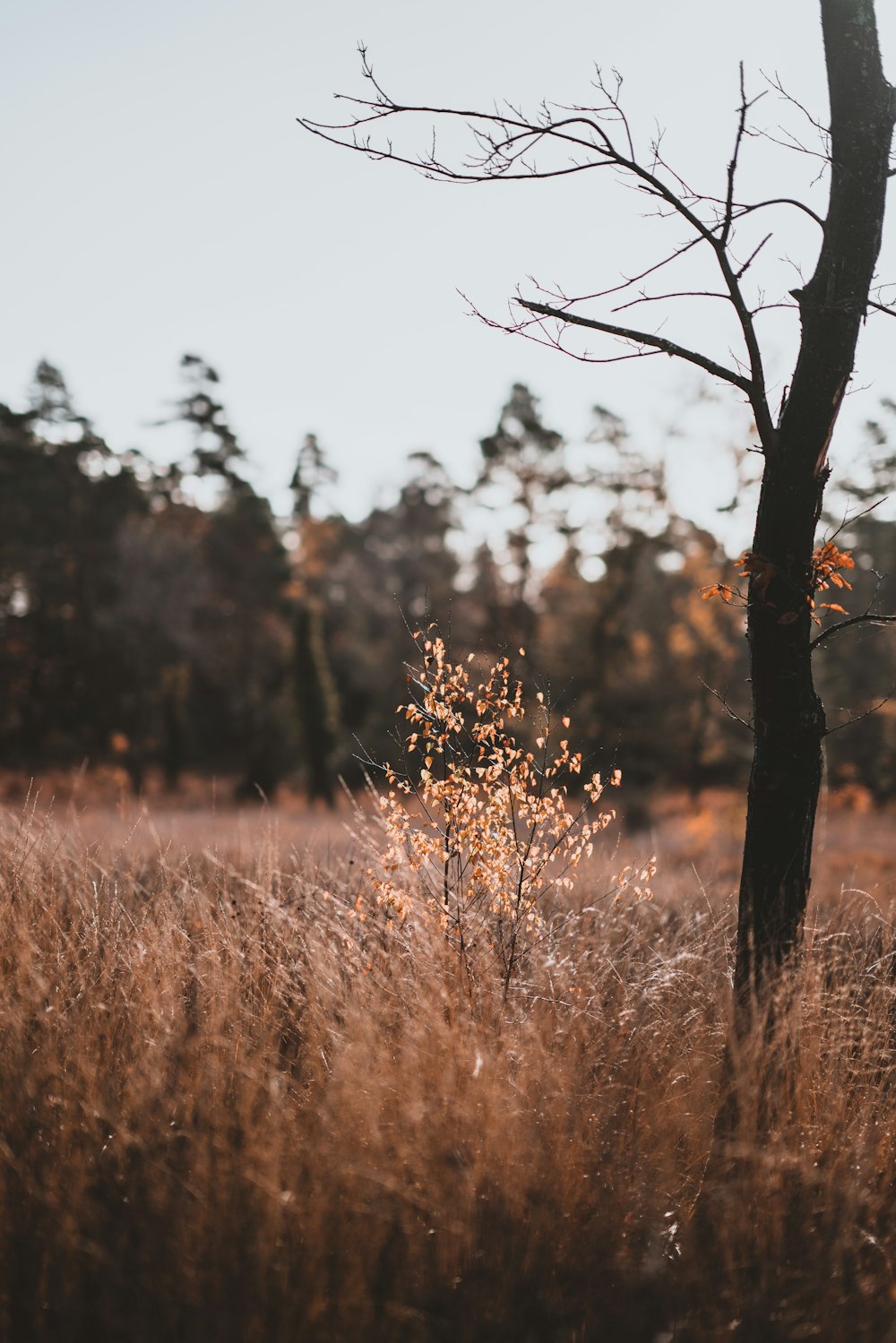 Fotografia de natureza de campos marrons durante o dia