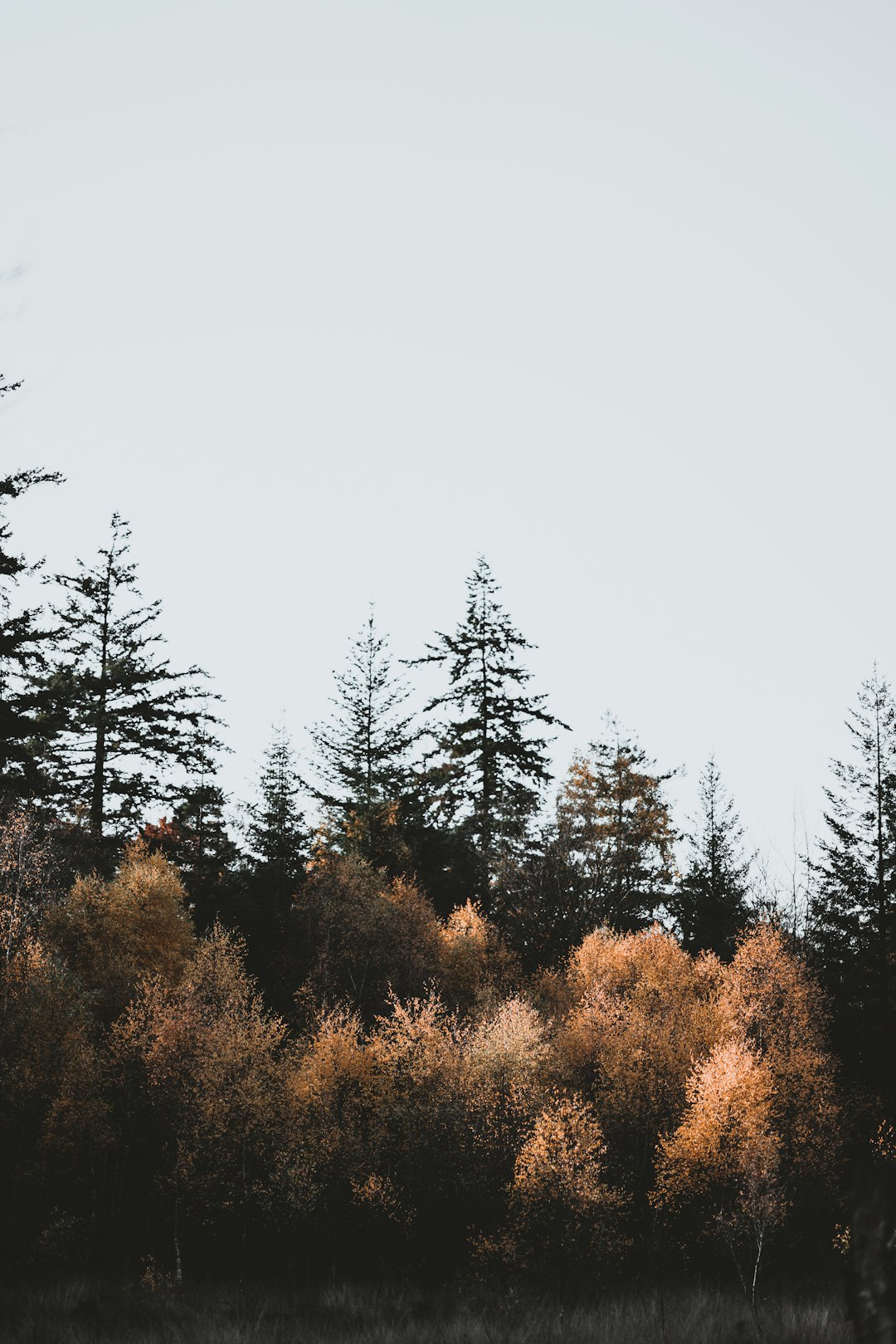 green trees under white sky