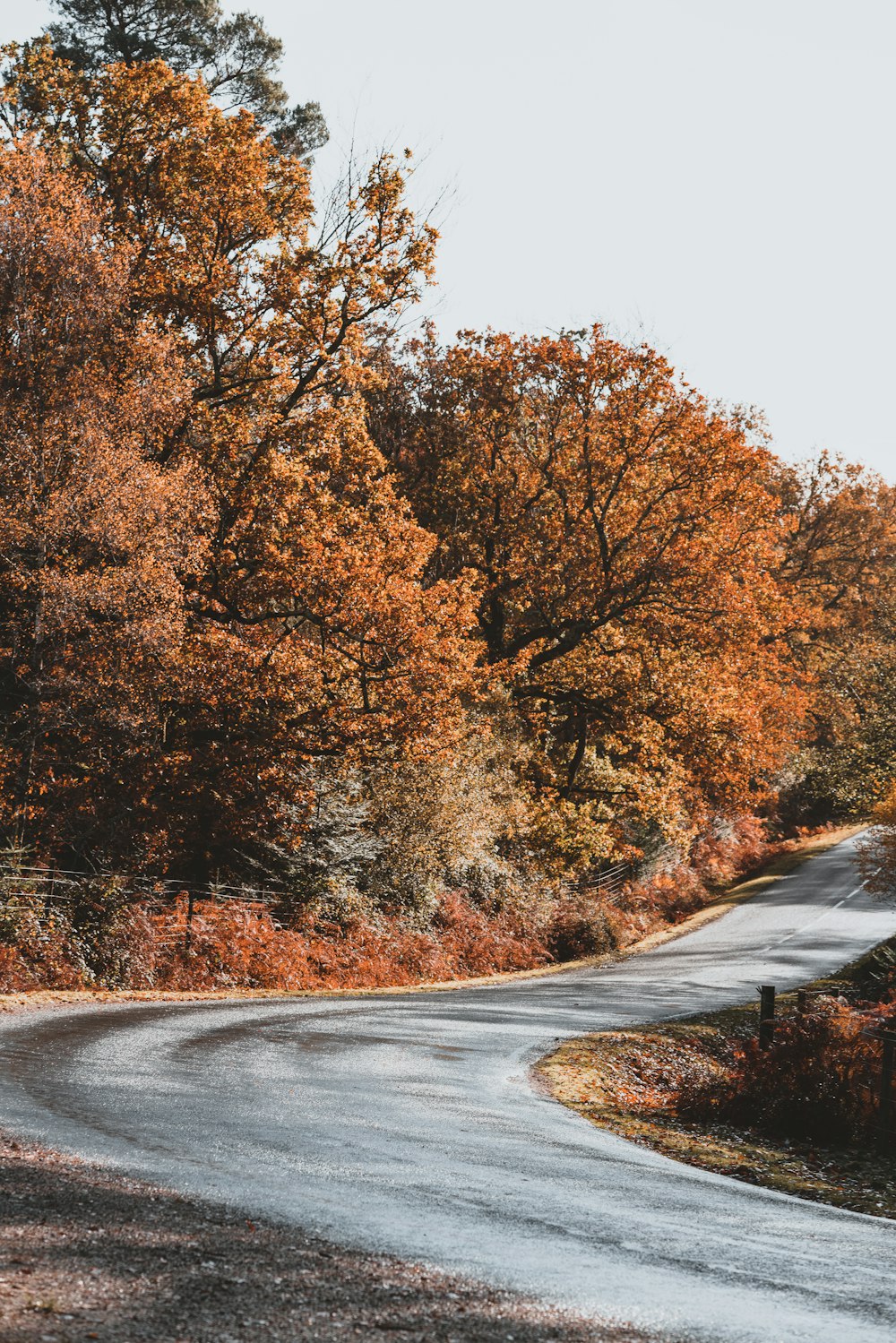 gray road at middle of forest